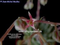 Graptoveria Silver Star