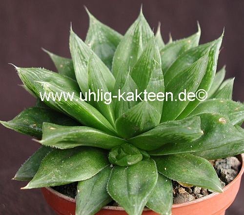 Haworthia altilinea
