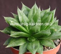 Haworthia altilinea
