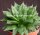 Haworthia altilinea