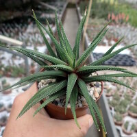 Haworthia attenuata