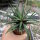 Haworthia attenuata