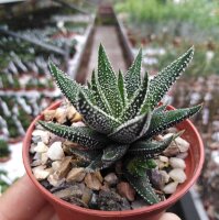 Haworthia attenuata v. britteniana fo. III