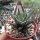 Haworthia attenuata v. britteniana fo. III