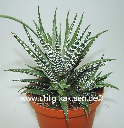 Haworthia attenuata v. caespitosa