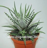 Haworthia attenuata v. caespitosa