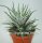 Haworthia attenuata v. caespitosa