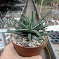 Haworthia attenuata v. clariperla Kapregion, Südafrika