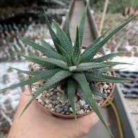 Haworthia attenuata v. clariperla Kapregion, Südafrika