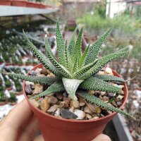 Haworthia attenuata v. clariperla Kapregion, Südafrika
