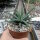 Haworthia attenuata v. clariperla Kapregion, Südafrika