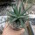 Haworthia attenuata v. clariperla Kapregion, Südafrika
