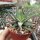 Haworthia attenuata v. clariperla Kapregion, Südafrika