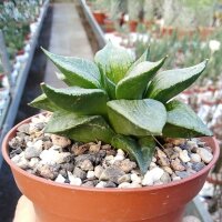 Haworthia emelyae v. comptoniana