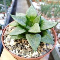 Haworthia emelyae v. comptoniana