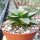 Haworthia emelyae v. comptoniana