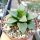 Haworthia emelyae v. comptoniana