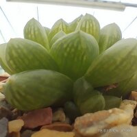 Haworthia cymbiformis v. obtusa