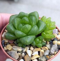 Haworthia cymbiformis v. obtusa