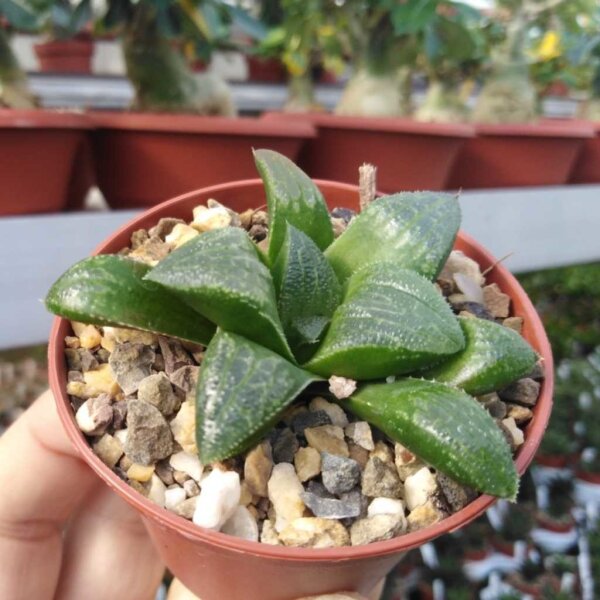 Haworthia cv. correcta Big Bayeri