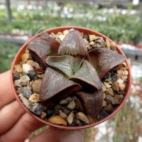 Haworthia cv. correcta Big Bayeri
