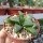 Haworthia cv. correcta Big Bayeri