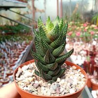 Haworthia reinwardtii