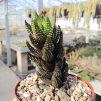 Haworthia reinwardtii