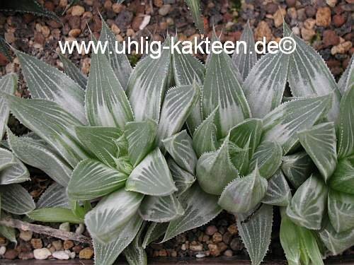 Haworthia retusa cv. Grey Ghost