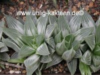 Haworthia retusa cv. Grey Ghost
