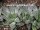 Haworthia retusa cv. Grey Ghost