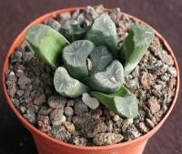 Haworthia truncata v. maughanii
