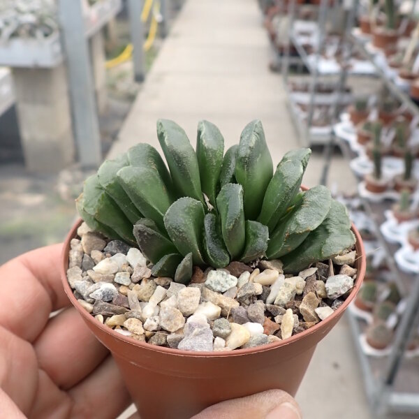 Haworthia truncata-Hybr.