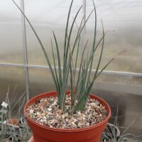 Hesperaloe parviflora