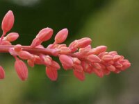 Hesperaloe parviflora