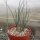 Hesperaloe parviflora