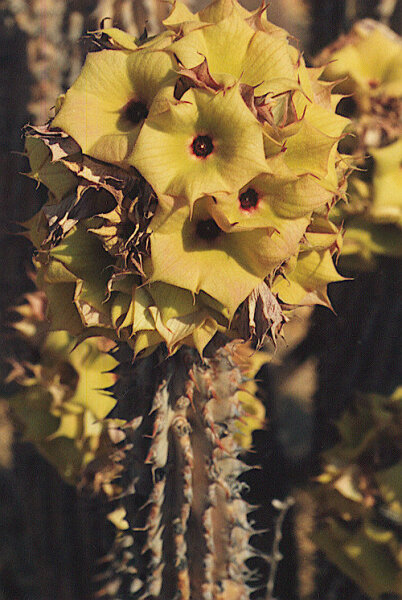 Hoodia parviflora
