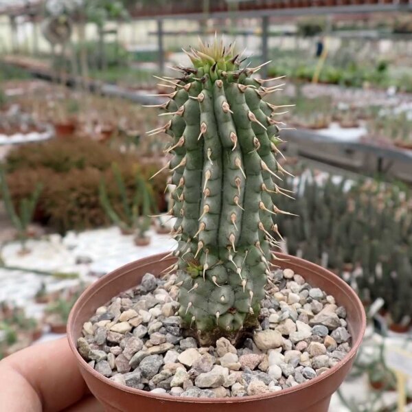 Hoodia gordonii
