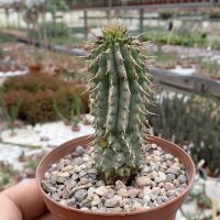 Hoodia gordonii