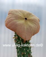 Hoodia gordonii
