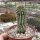 Hoodia gordonii