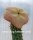 Hoodia gordonii