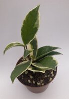 Hoya carnosa cv. Amore Albomarginata