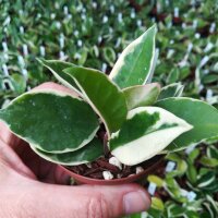 Hoya carnosa cv. Amore Albomarginata
