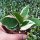 Hoya carnosa cv. Amore Albomarginata