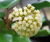 Hoya aff. mcgregorii GPS 10043