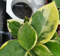 Hoya australis cv. Margin Variegata