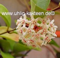Hoya australis