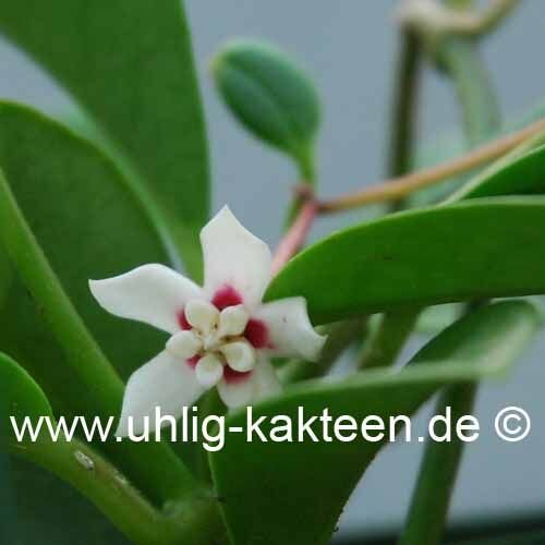 Hoya australis 001