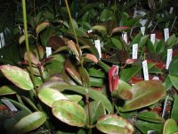 Hoya australis 001